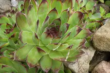 SAM_1352.webp