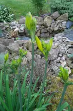 SAM_1358.webp