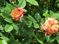 CIMG2132.webp