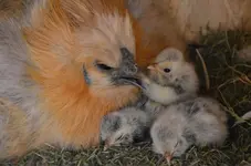 1babiesmüde.webp