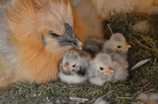 babies1.webp