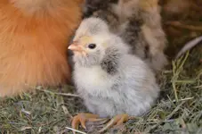 babies3.webp