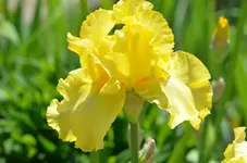 1easter.webp