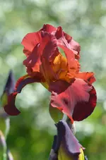1galantmoment.webp