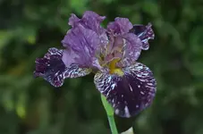 1kinjajushrew.webp