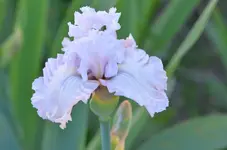 1venetianglass.webp