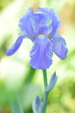 weisspanaschiert.webp