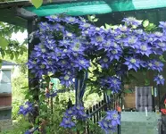 01 Clematis.JPG