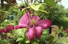 04 Clematis.JPG