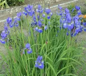 07 Iris.JPG