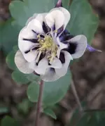11 Akelei.webp