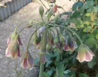 14 Zierlauch.webp