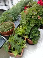 Salat.webp
