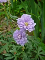 P1110943.webp