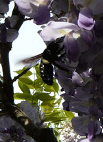 P1110932.webp