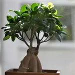 bonsai1 (1).webp