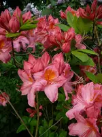 P1110936.webp