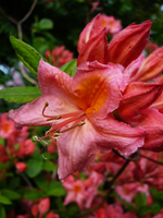 P1110937.webp