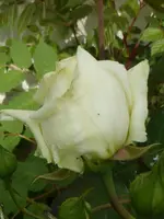 P1000518Kronprinzessin Viktoria.webp