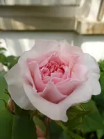 P1000520 Rose von Münster.webp