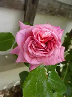 P1000524 Coral Dawn.webp