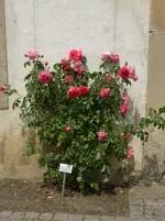 P1000533 Rosarium Uetersen.webp