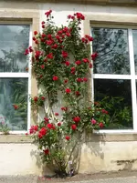 P1000536 Sympathie.webp