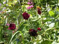 P1130206.webp
