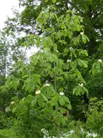 P1000564 Honoki-Magnolie.webp