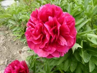 P1000567 Rubra Plena.webp