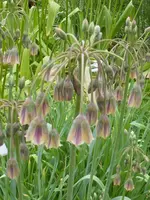 P1000582 Bulgarischer Honiglauch.webp