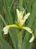 P1000575 Kaschmir-Iris.webp