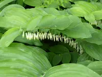 P1000584 Salomonssiegel.webp