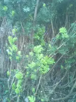 Hecke.webp