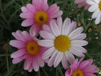 193.webp