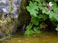 Leuchtauge.webp