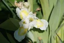 Christal Bright.webp