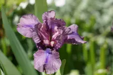 Smlg Biene1.webp
