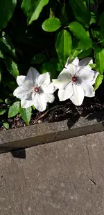mai 006.webp