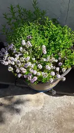 mai 007.webp