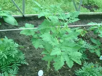 BILD5740.webp
