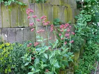 k-P1100741.webp