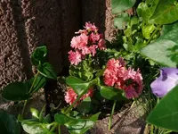 k-P1100750.webp