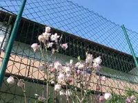 k-P1100751.webp