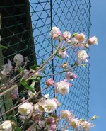 k-P1100753.webp