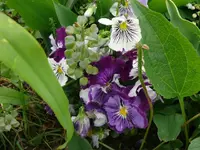 k-P1100711.webp