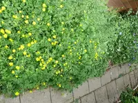 k-P1100693.webp