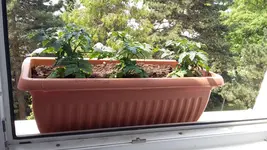 20160523_120520.webp