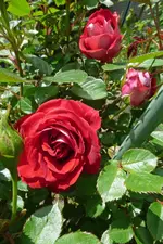 P1010714 erste Rose rot Hochst - Kopie - Kopie.webp