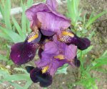 P1010676 IRIS GANZ.jpg